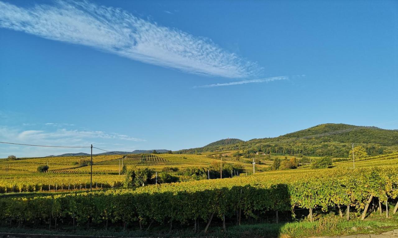 Appartamento Cocon De Caractere Au Coeur Des Vignes Alsaciennes Bergheim Esterno foto