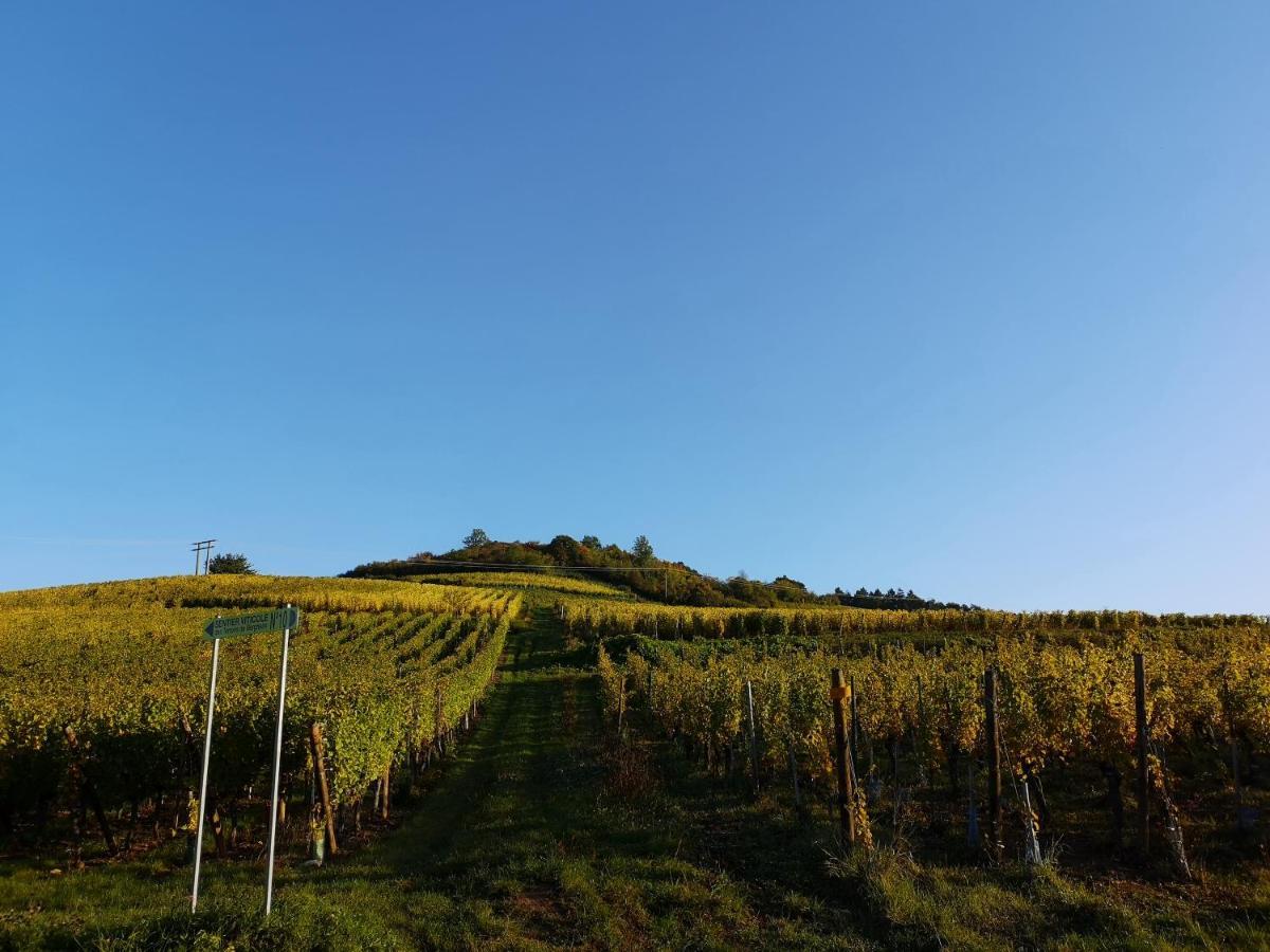 Appartamento Cocon De Caractere Au Coeur Des Vignes Alsaciennes Bergheim Esterno foto