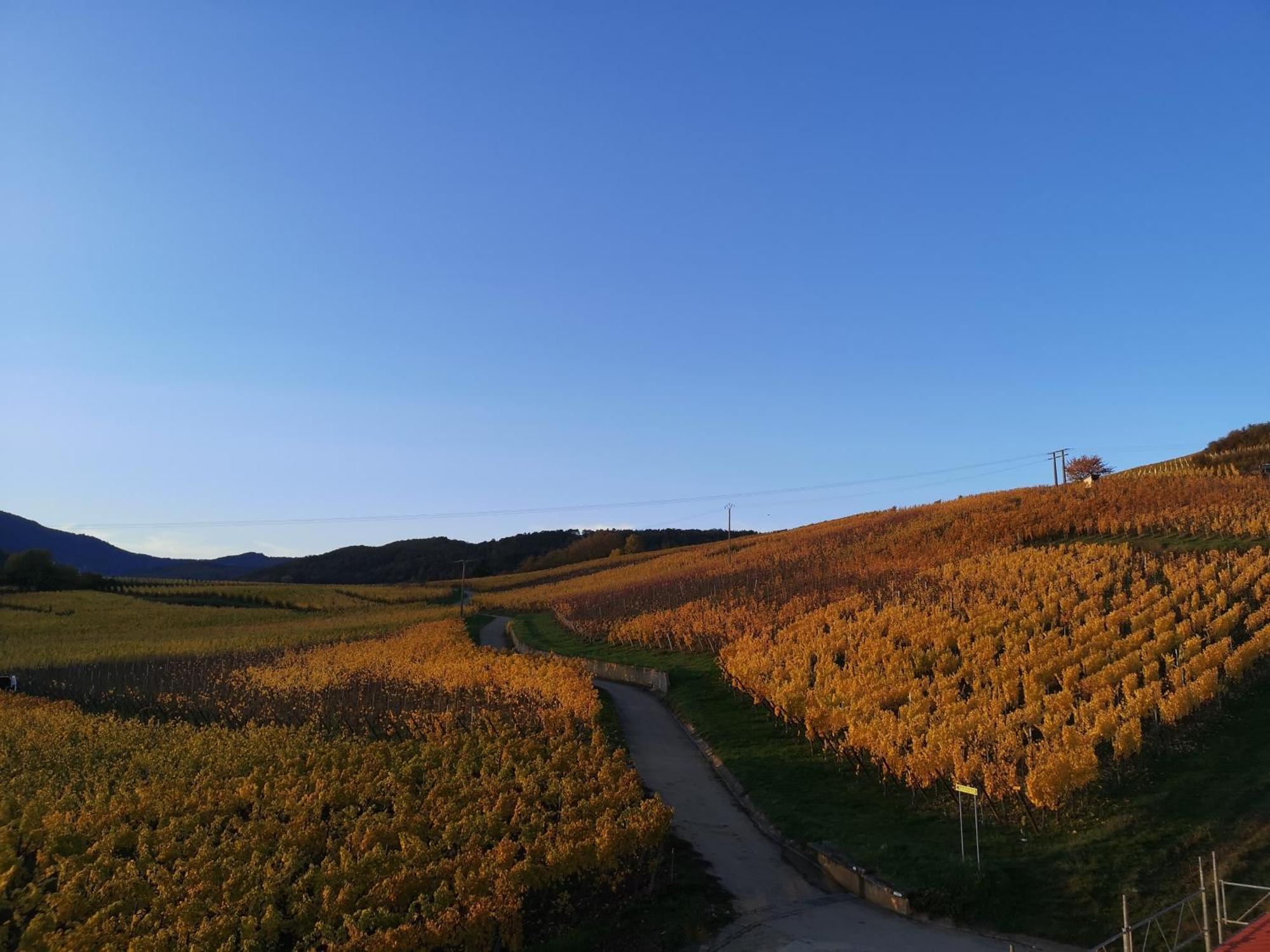 Appartamento Cocon De Caractere Au Coeur Des Vignes Alsaciennes Bergheim Esterno foto